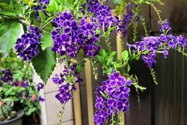 养花用什么肥料最好