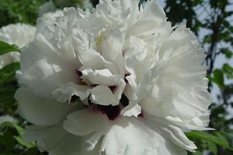 种植一亩油牡丹的收入是多少？高产栽培技术有哪些？