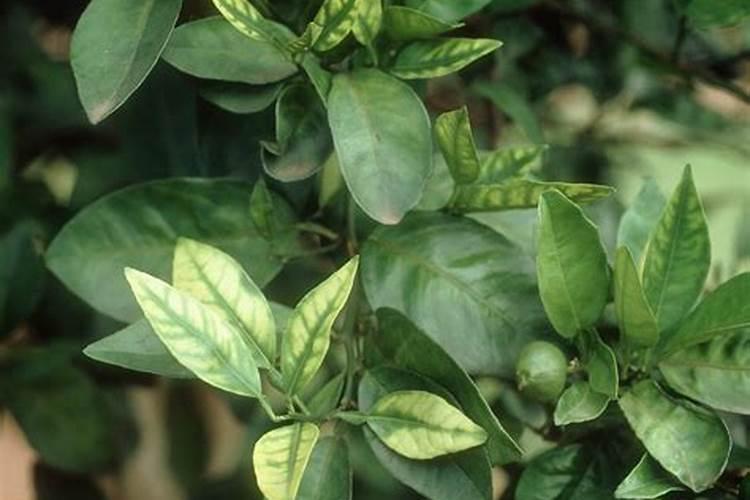 花生黄叶用什么肥料比较好？