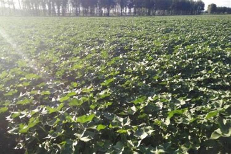 棉花高产施肥技巧