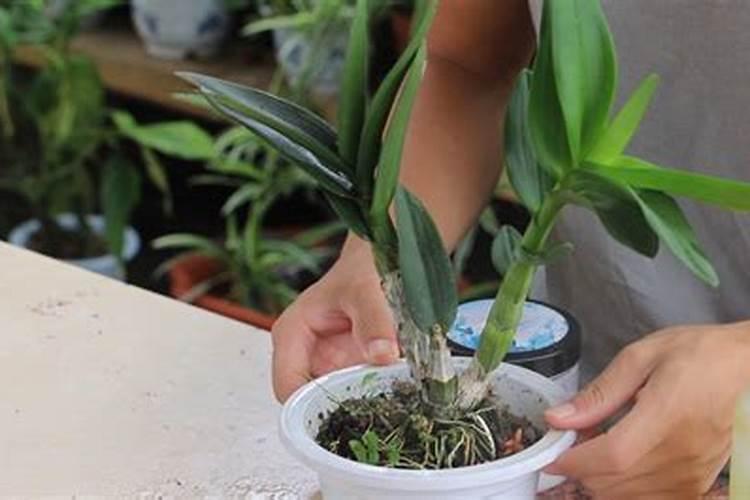 石斛兰开完花后上肥料吗