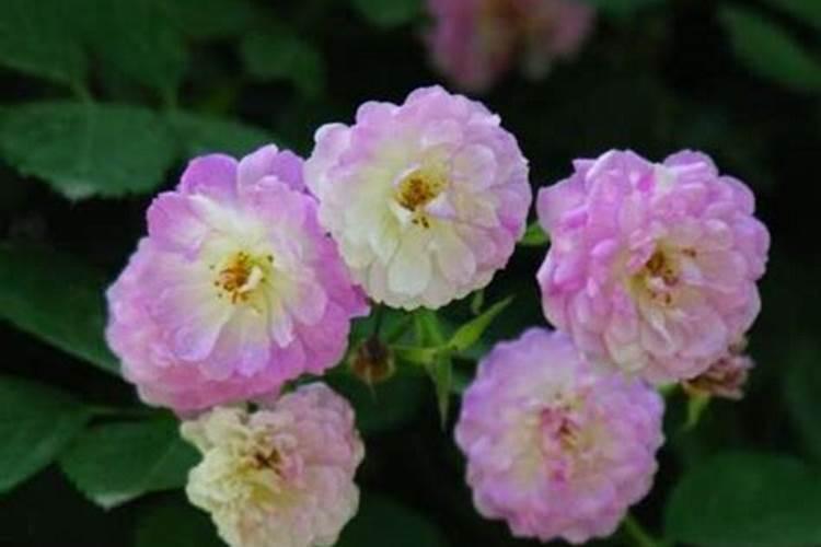 蔷薇花叶子发黄怎么办