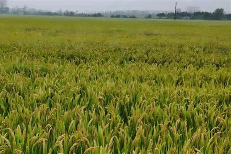 马铃薯如何浇水？马铃薯专用水溶肥哪家好？