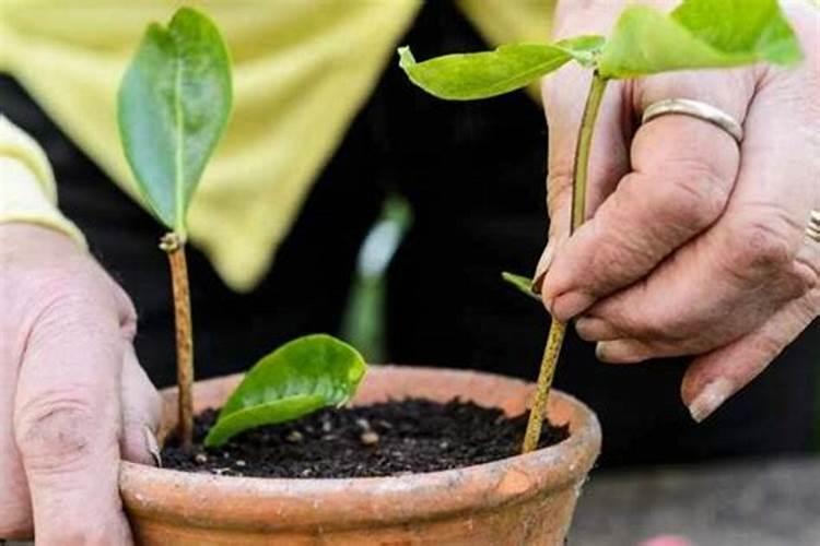 冲施肥的优势是什么？冲施肥和复合肥的区别？