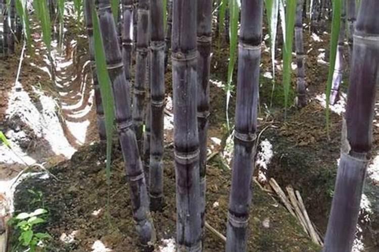 如何科学施用锌肥？