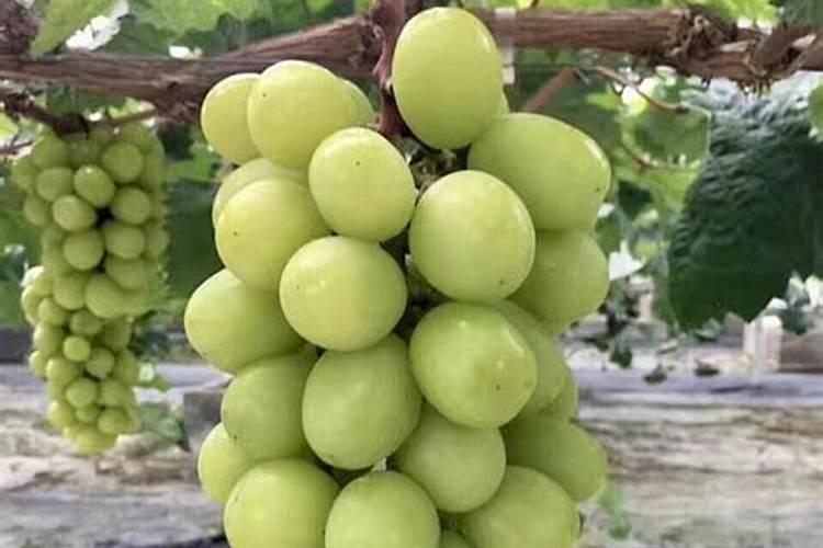 阳光玫瑰的施肥方案