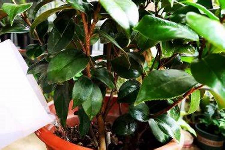 山茶花施肥时间