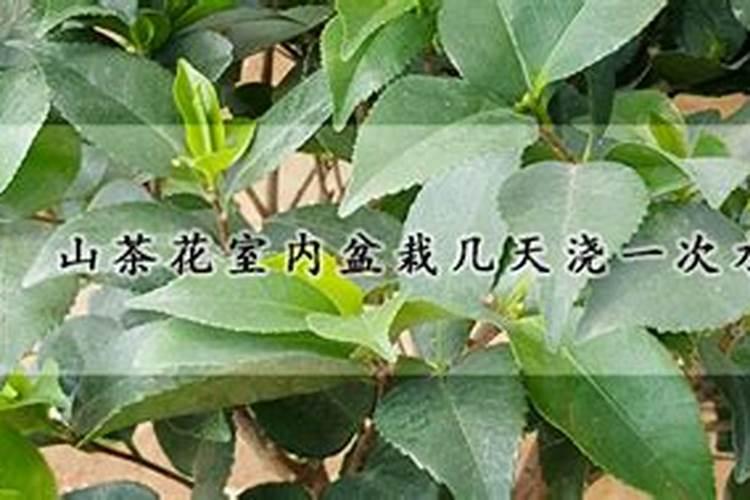 山茶花怎么施肥,山茶花怎么施肥？