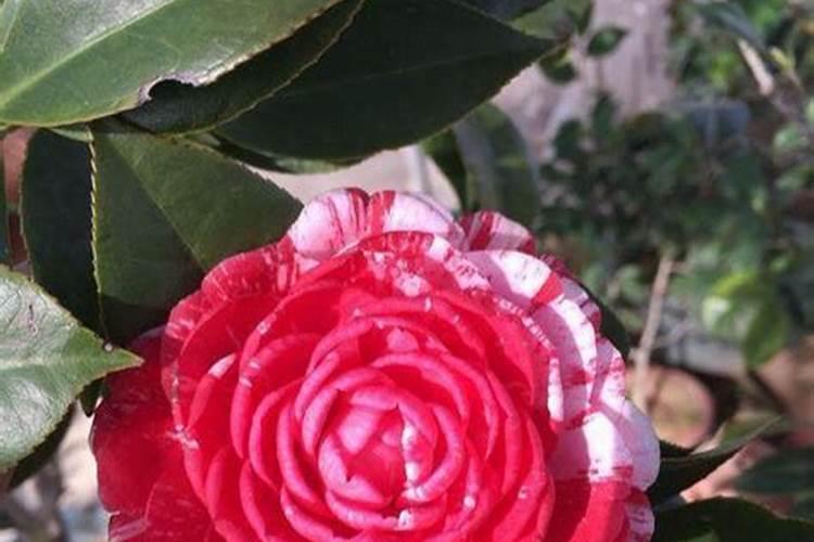 山茶花怎么施肥 山茶花如何施肥