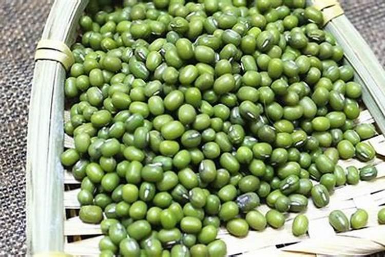 天竺葵上盆时间与养护方法