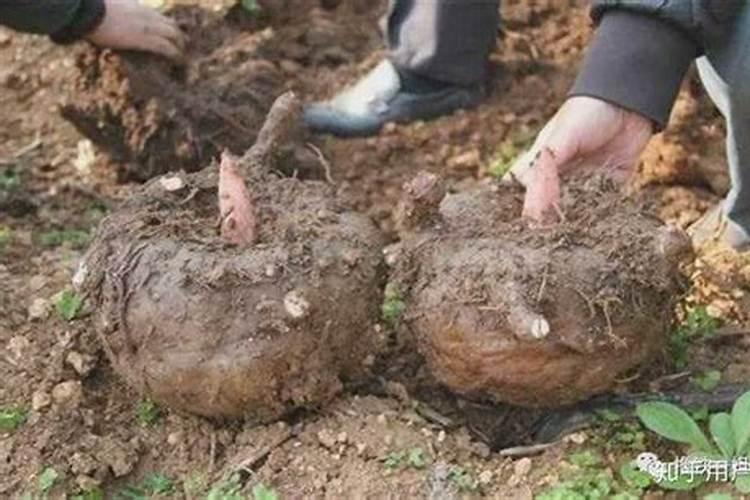 种魔芋用什么肥料