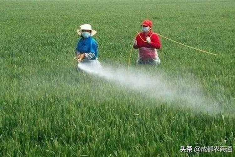 冬季青菜施肥方法