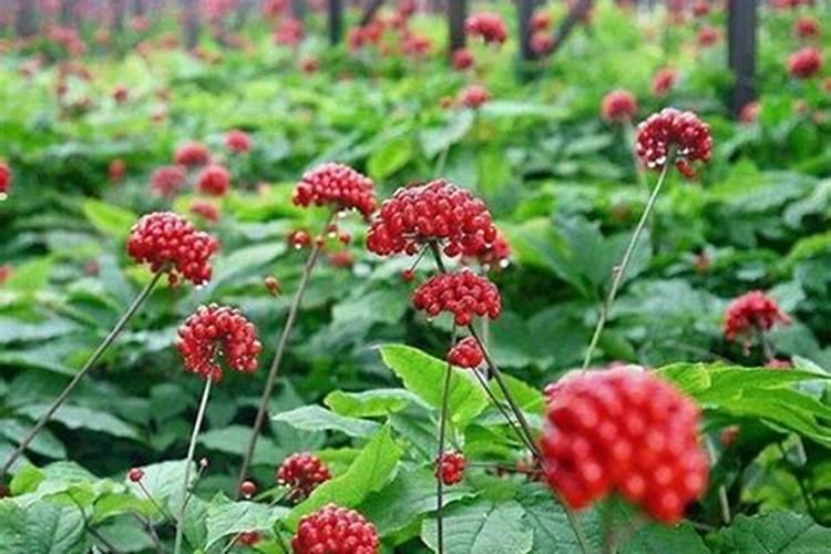 三七各个生物期的施肥方案