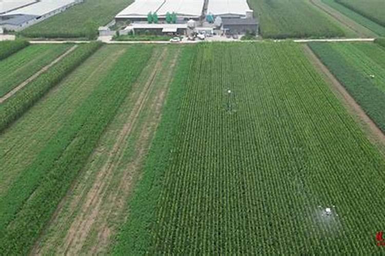 种玉米用什么肥好