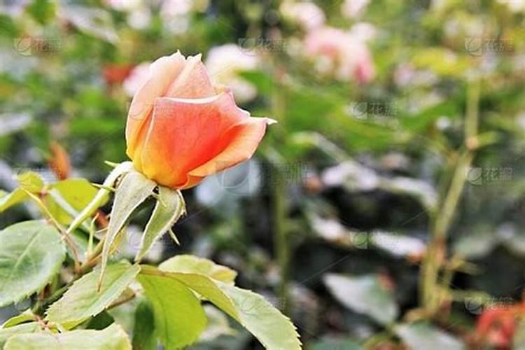 大蒜 应该施什么样的肥？