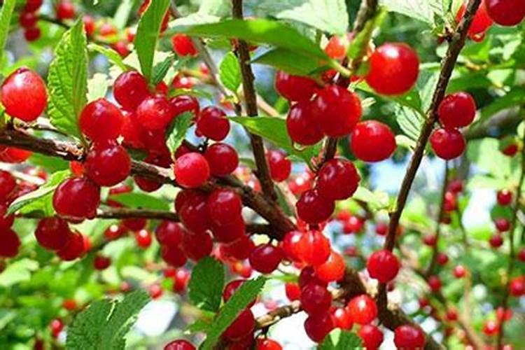 樱桃施什么肥料好？樱桃怎样让果实快速膨大？樱桃叶面肥用金泰靓