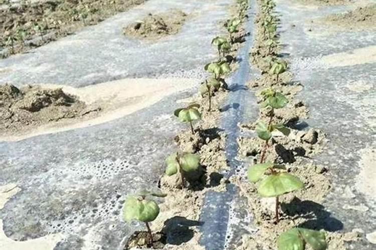 枣树一年中什么时候打药？打多少遍呢？打什么药呢？