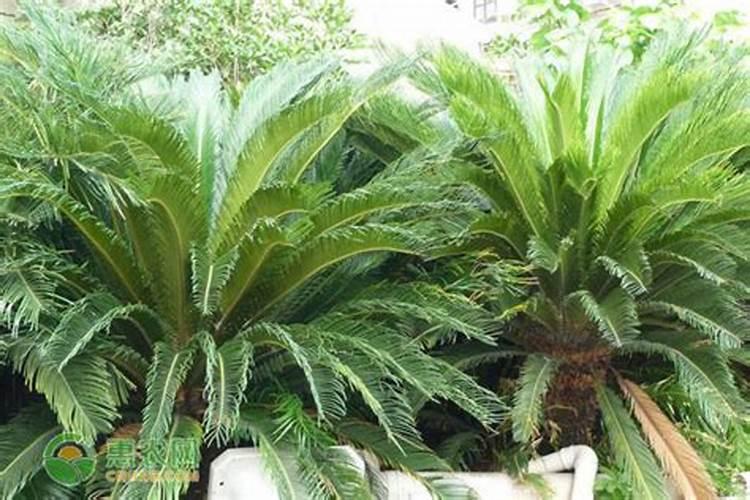 铁树施什么肥最好长得快