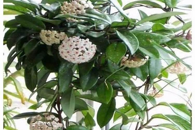 球兰施什么肥最好