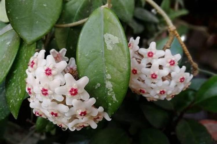 球兰用什么肥料