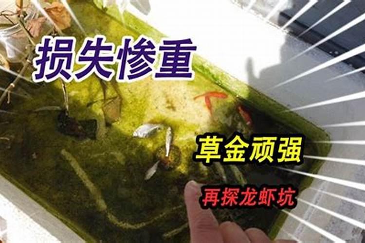 中微量元素肥可以用到铜钱草里吗