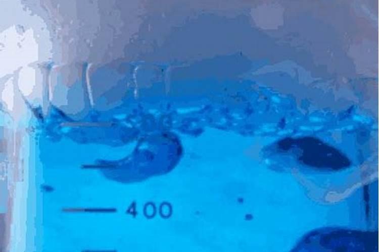 怎样制作水草液肥？