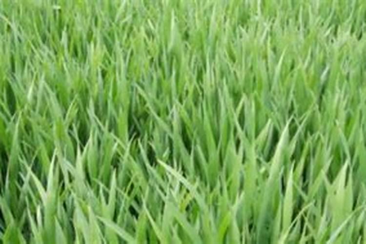 种小麦一亩地需要多少复合肥