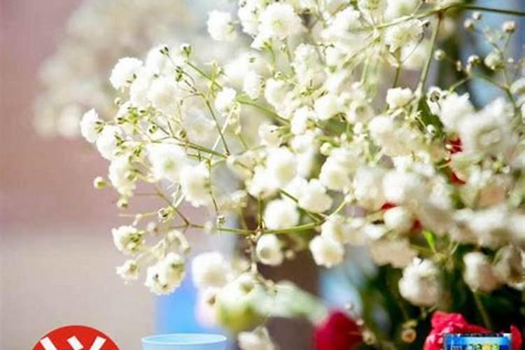 满天星的生根粉兑水浇土好还是泡种子好,比例是多少？