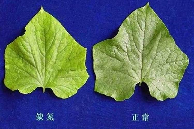 黄瓜施肥过多快死了如何救治