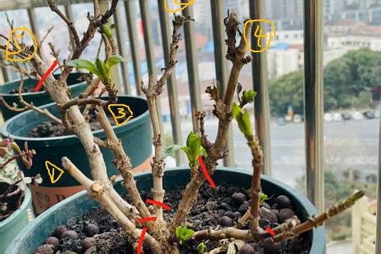 墨兰开花后如何养护,花期怎么养护