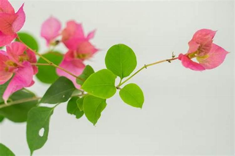 三角梅开花时能施肥吗 三角梅开花上什么肥