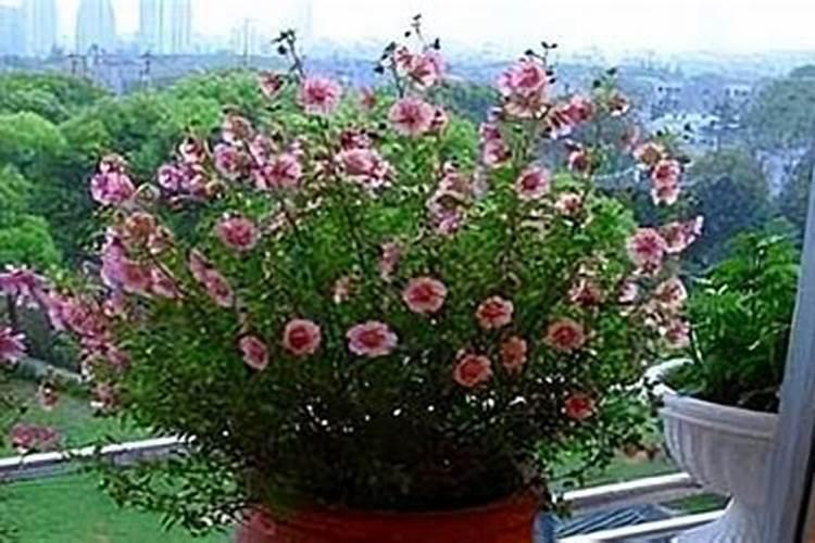 叶面肥如何兑水