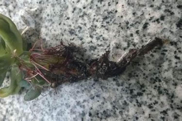 吊兰烂根的土还能用吗？