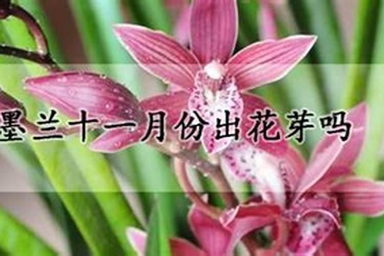 墨兰开花期间怎么养护