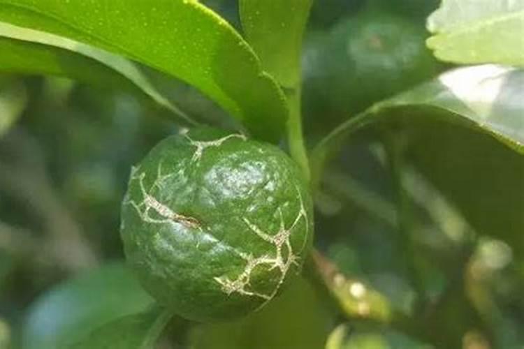 沙糖桔如何快速着色 红的又快又均匀