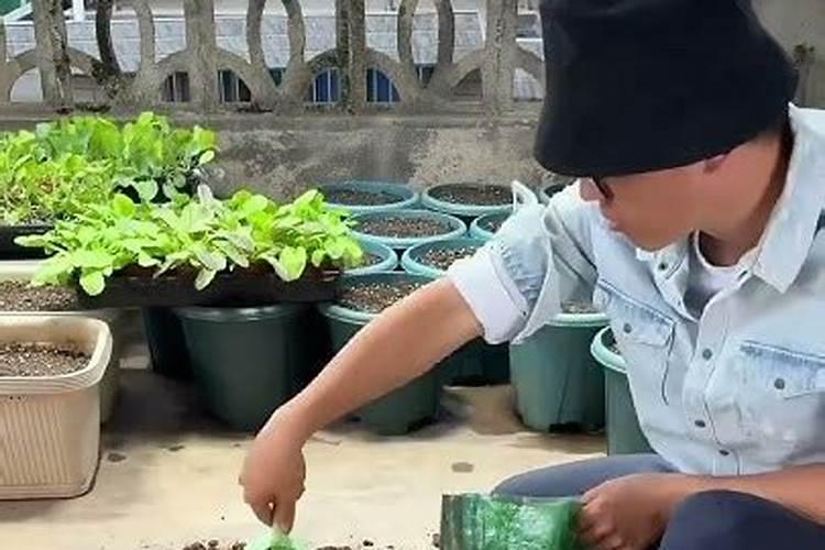 撒菜种子前需要撒化肥吗