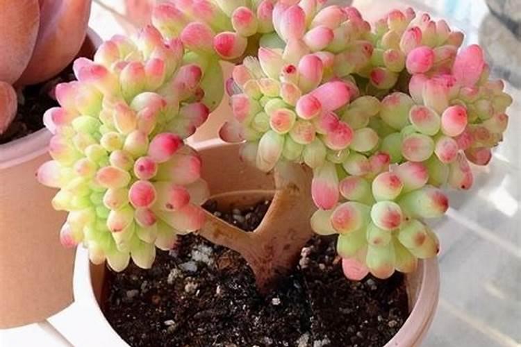 农大叶动力含腐植酸水溶肥可以兑水浇花吗