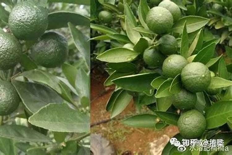 柑橘施肥时间和用量？柑橘叶面肥有哪些？