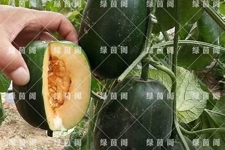 种香瓜用什么肥料最好
