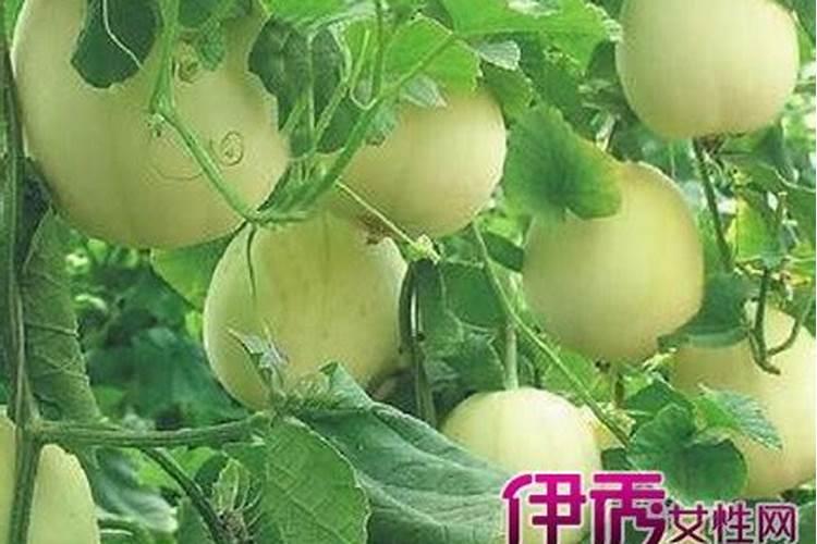 种香瓜用什么肥料最好