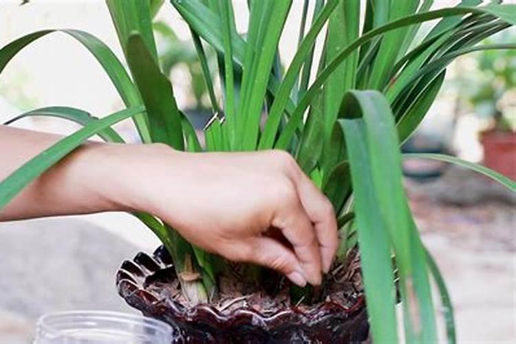 磷酸二氢钾怎么给兰花施肥