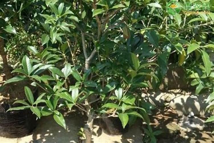 如何给桂花树施肥