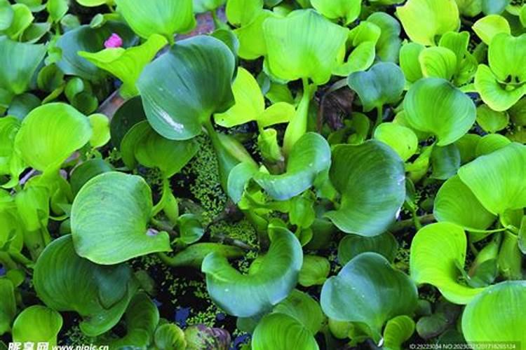 倍硫磷杀臭虫管用吗