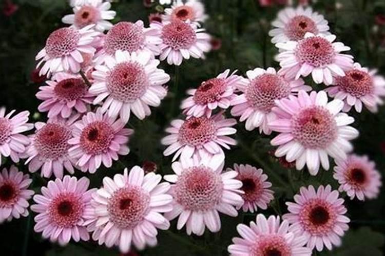 菊花有花苞的时候可以施肥吗