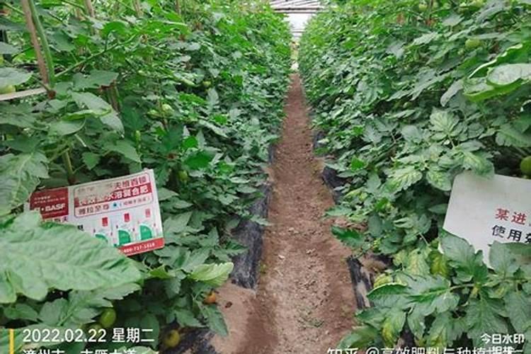 西红柿施什么肥最好