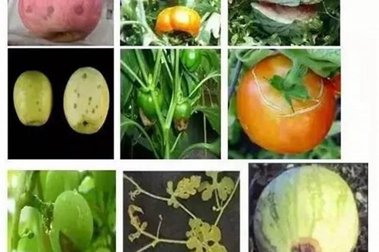 钙肥为什么对细菌性病害有抑制作用