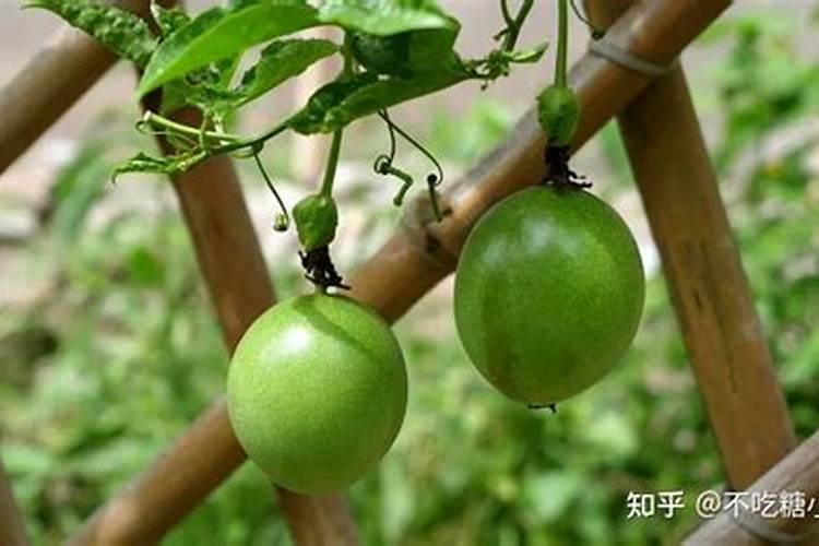 桉树什么时候施肥最好 桉树的施肥时间