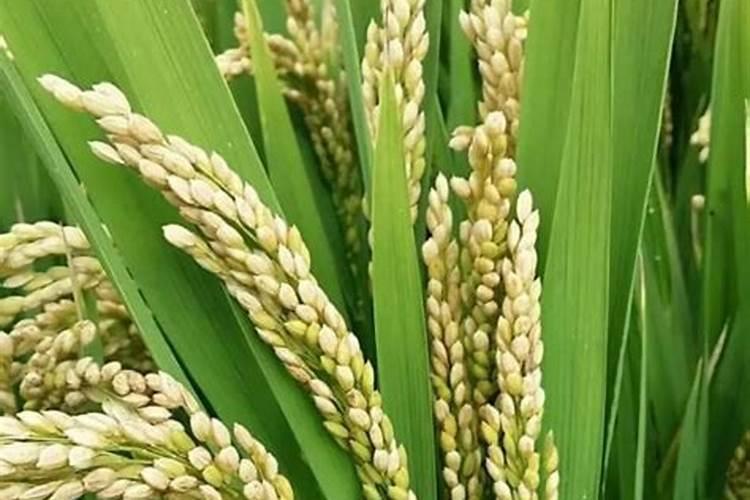 茄子早衰的原因及预防方法