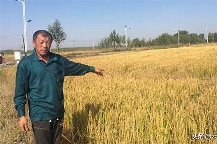 氮肥深施有什么好处？