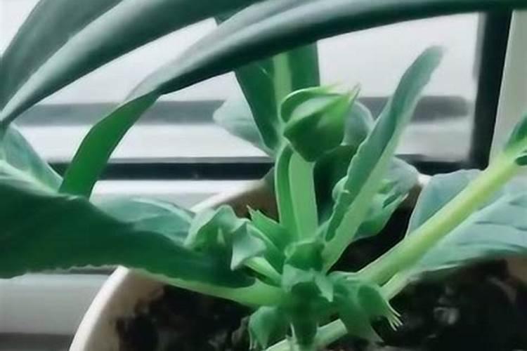 芙蓉花浇什么肥料合适